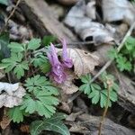 Corydalis solida Λουλούδι