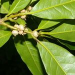 Quercus salicifolia Fruit