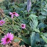 Echinacea purpureaKukka