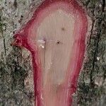 Antidesma membranaceum Bark