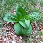 Veratrum album Leaf