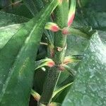 Ochrosia grandiflora अन्य