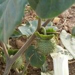 Datura metel ഫലം