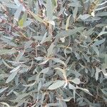 Eucalyptus steedmanii Hoja