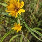 Helianthus grosseserratus Blomst