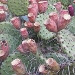 Opuntia macrocentra Plod