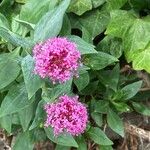 Valeriana rubraফুল