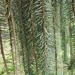 Picea breweriana Folha