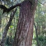 Podocarpus totara Bark