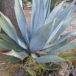 Agave tequilana Habit