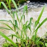 Brachypodium sylvaticum Folha