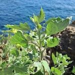 Chenopodium ficifolium Blad