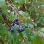 Cornus sanguinea Fruit