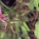 Erythronium revolutum Floare