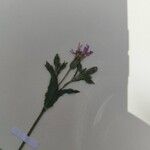 Silene gallica 花