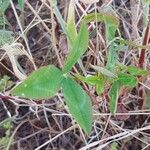 Trifolium vesiculosum Leaf