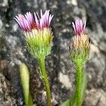 Erigeron alpinus Flower