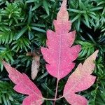 Acer cissifolium Folha