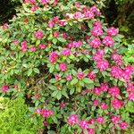 Rhododendron catawbiense Habitus