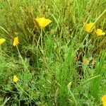 Eschscholzia lobbii Fulla