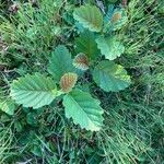 Alnus alnobetula Blatt