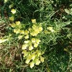 Linaria vulgarisЦветок