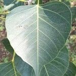 Ficus religiosa Leaf