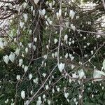 Sorbus aria Habitatea