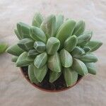 Pachyphytum compactum Liść