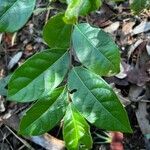 Malaisia scandens Leaf