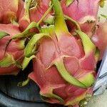 Hylocereus undatus Fruit