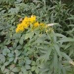 Solidago canadensis花