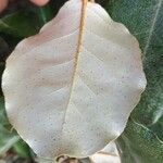 Elaeagnus × submacrophylla Folio