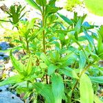 Oenothera fruticosa Hábito