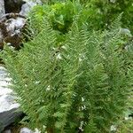 Dryopteris villarii Hàbitat