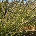 Muhlenbergia rigens Fuelha