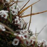 Saxifraga andersonii Buveinė