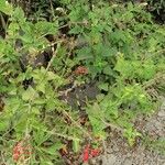 Salvia coccinea Leaf