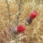 Cirsium occidentale Cvet