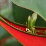 Heliconia bihai Habitat