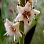 Coccoloba diversifolia 花