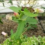 Hibiscus phoeniceus Leaf