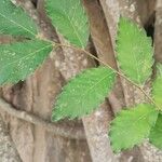 Zelkova carpinifolia Feuille