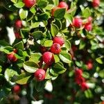 Cotoneaster horizontalis Gyümölcs