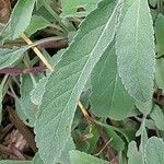 Salvia apiana Leaf