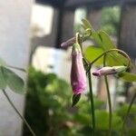 Oxalis debilis 花