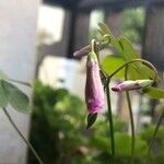 Oxalis debilis Flower