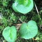 Soldanella villosa Leaf