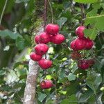 Tapeinosperma gracile Frukt