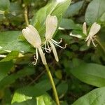 Lonicera japonicaVirág